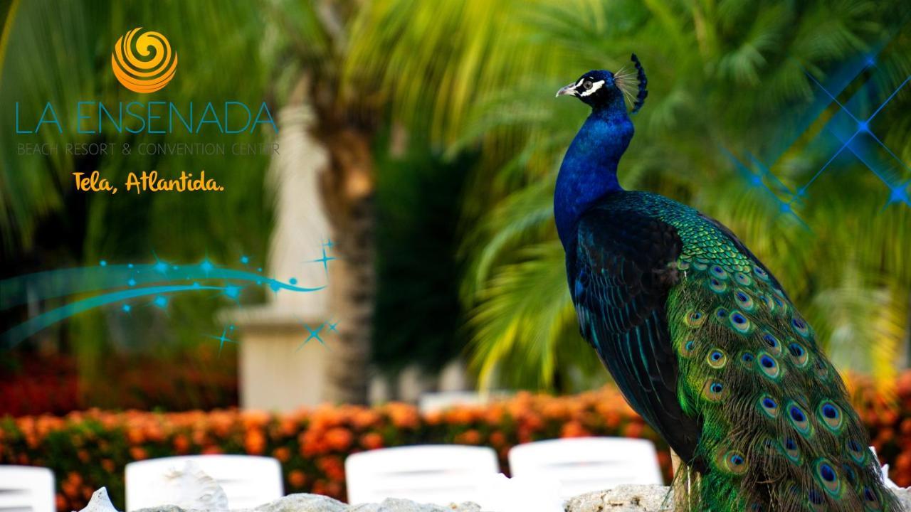 טאלה La Ensenada Beach Resort מראה חיצוני תמונה